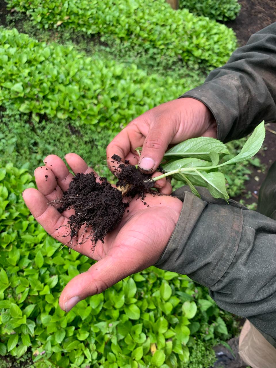 Miniatura 3 de SEMILLAS DE HORTENCIA